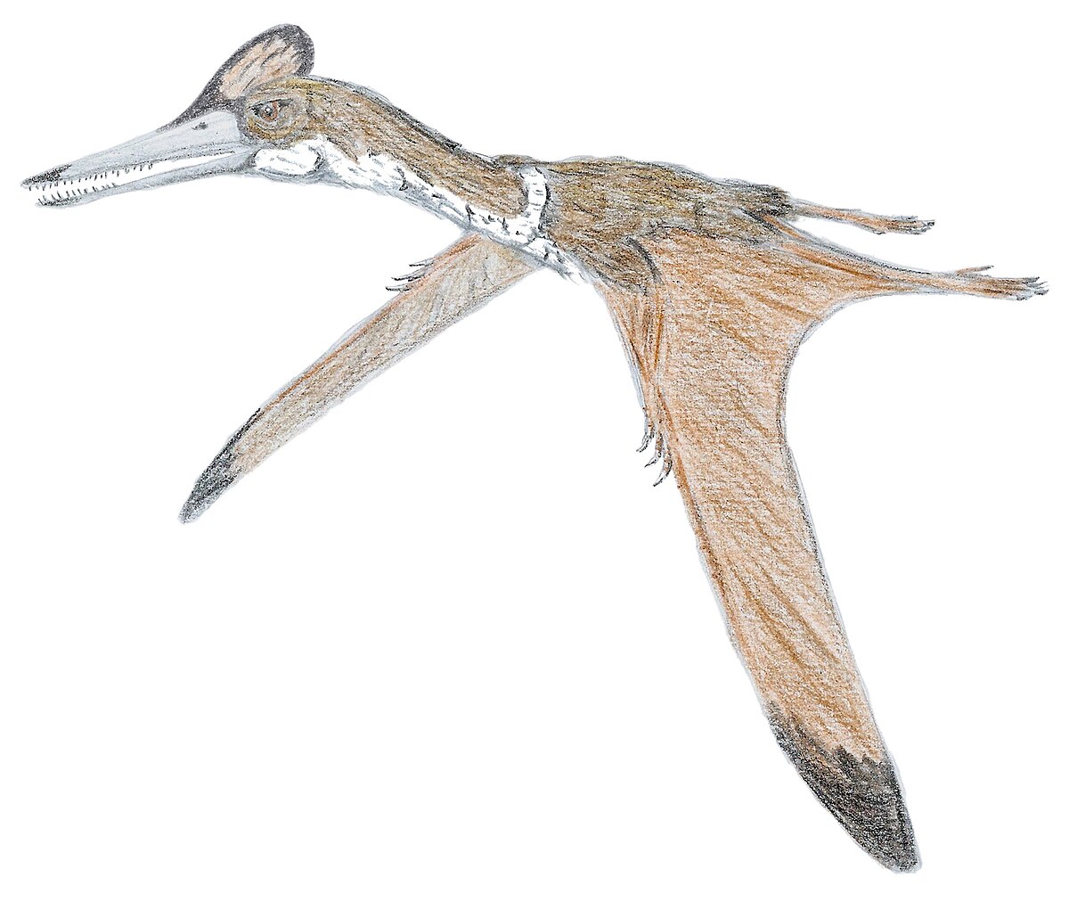Kryptodrakon progenitor Basal Member of the Pterodactyloidea