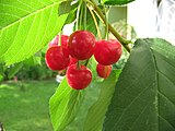 Bouquet de cerises.