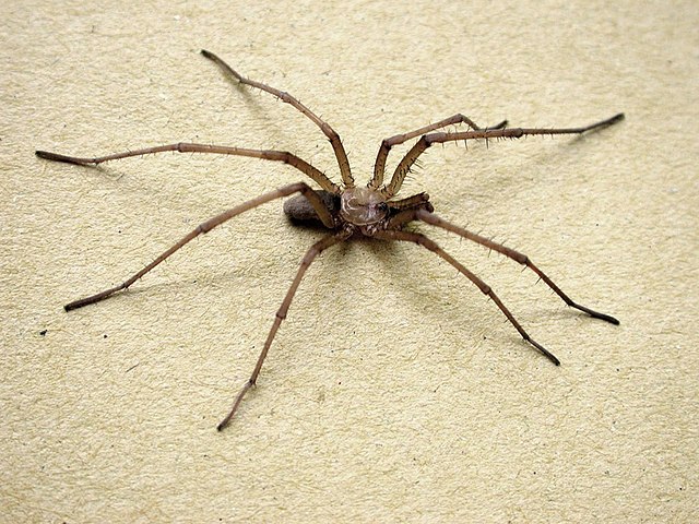 The Crevice Weaver Spider Genus Kukulcania (Araneae: Filistatidae)