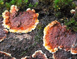 Lõunanahkis Punctularia strigosozonata