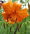 Lilium maculatum ?