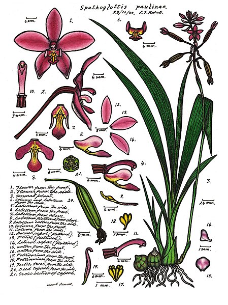 File:LR073 72dpi Spathoglottis paulinae.jpg