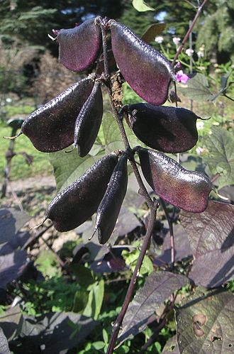 330px-Lablab_purpureus_fruits.jpg