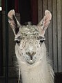 Lama Portrait Pforzheim.JPG