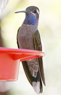 Самець синьогорлого колібрі-самоцвіта (підвид L. c. bessophilus)