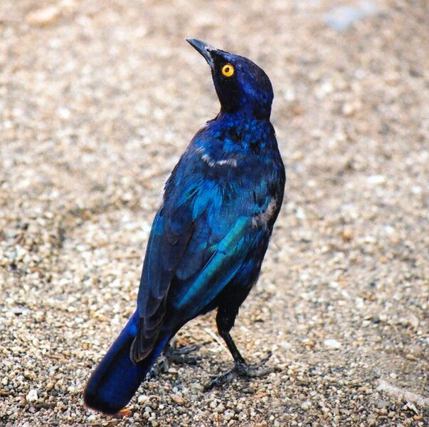 File:Lamprotornis nitens, Kruger.jpg