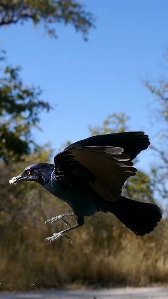 File:Lamprotornis nitens (08).jpg