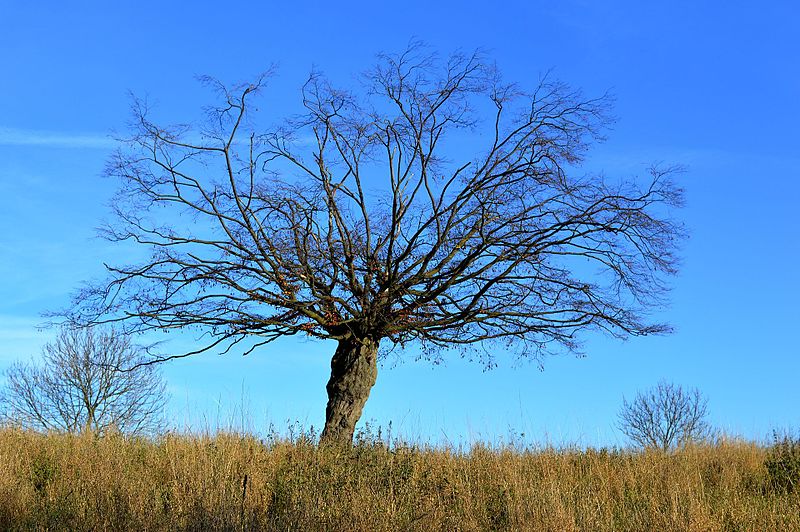 File:Landschaftsschutzgebiet Röderhofer Teiche und Egenstedter Forst - Nordwestliche Sonnenberg-Weide - Solitärbaum im Herbst (17).jpg