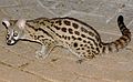Large-spotted Genet (Genetta tigrina) (17356502041) (crop).jpg