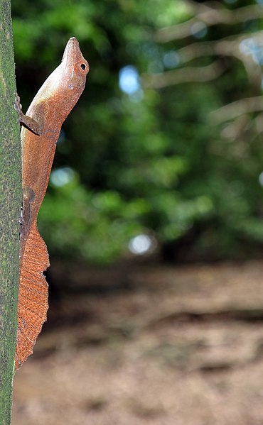 File:Large anolis cristatellus.jpg