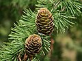 * Nomination European Larch (Larix decidua) - cones. Przykuta 09:58, 8 February 2007 (UTC) * Decline Depth of field problems: the tips of the cones are very distractingly out of focus. --Pharaoh Hound 13:01, 8 February 2007 (UTC)