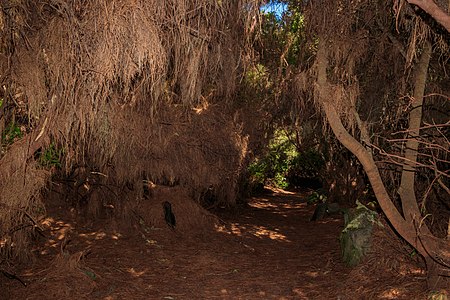 Footpath through the Laurel forest (laurisilva) of the Parque Cultural La Zarza, La Palma