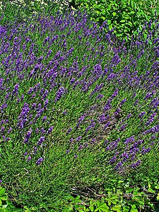 Lavandula angustifolia Habitus