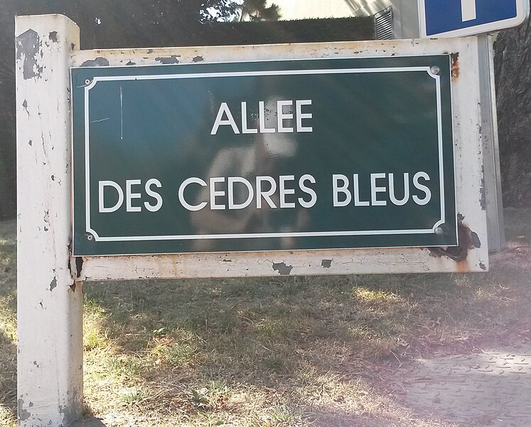 File:Le Touquet-Paris-Plage 2019 - Allée des Cèdres Bleus.jpg