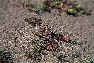 Lepidium nitidum FWS-1.jpg