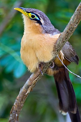 Thrush Cuckoo (Morococcyx erythropygus)