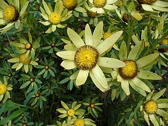 Male of Sun Cone Bush (Leucadendron sessile) inflorescences in full bloom Leucadendron sessile flower.jpg