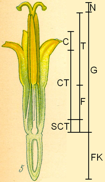 File:Leucanthemum ircutianum - Blütenaufbau.png