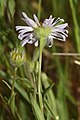 Leucanthemum vulgare