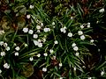 Leucojum vernum