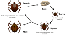 Researching ticks helps develop health guidelines against the diseases they spread. Life cycle of ticks family ixodidae.PNG