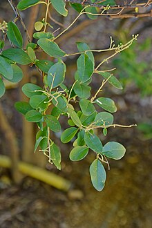 Ligustrum ibota in Jardin botanique de la Charme.jpg