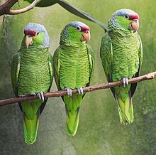 Lilac-crowned amazons in a U.S. Zoo Lilac-crowned Amazon parrots in a U.S. zoo.jpg