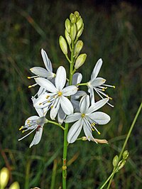 A. ramosum, liten sandlilja