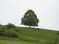 Lime tree in a meadow above Regensberg viewed from down below