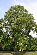 Liriodendron tulipifera (arbre) - Laeken.JPG