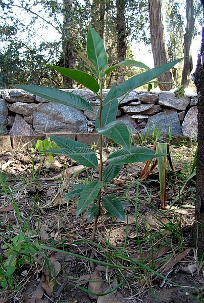 File:Lithraea molleoides, molle de beber.jpg