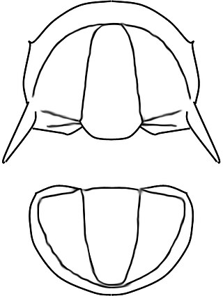 <i>Litometopus</i> Extinct genus of trilobites