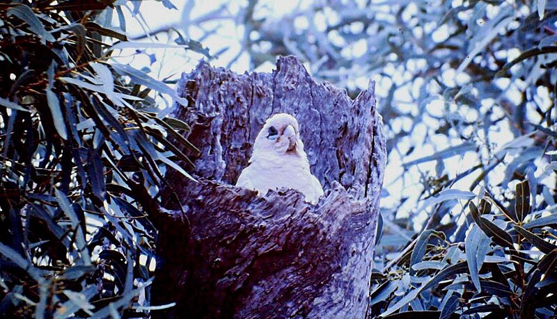 File:Little corella on nest. Near Tibooburra, NSW.jpg