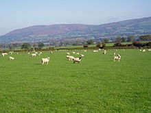 Sheep grazing with the Clwydian Range behind Llwyn Uchaf grazing. - geograph.org.uk - 274623.jpg