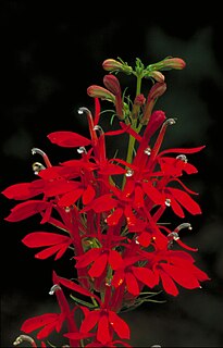 <i>Lobelia cardinalis</i> Species of flowering plant