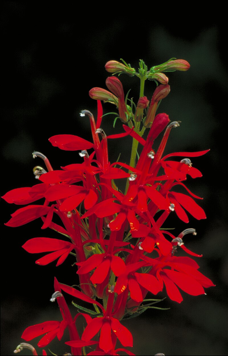 800px-Lobelia_cardinalis_-_Cardinal_Flower.jpg