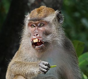 Long-tailed macaque Macaca fascicularis