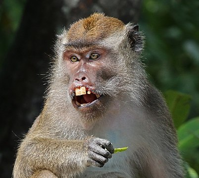 Macaco-cinomolgo (Macaca fascicularis), baía Labuk, Sabá, Bornéu, Malásia. (definição 2 674 × 2 394)