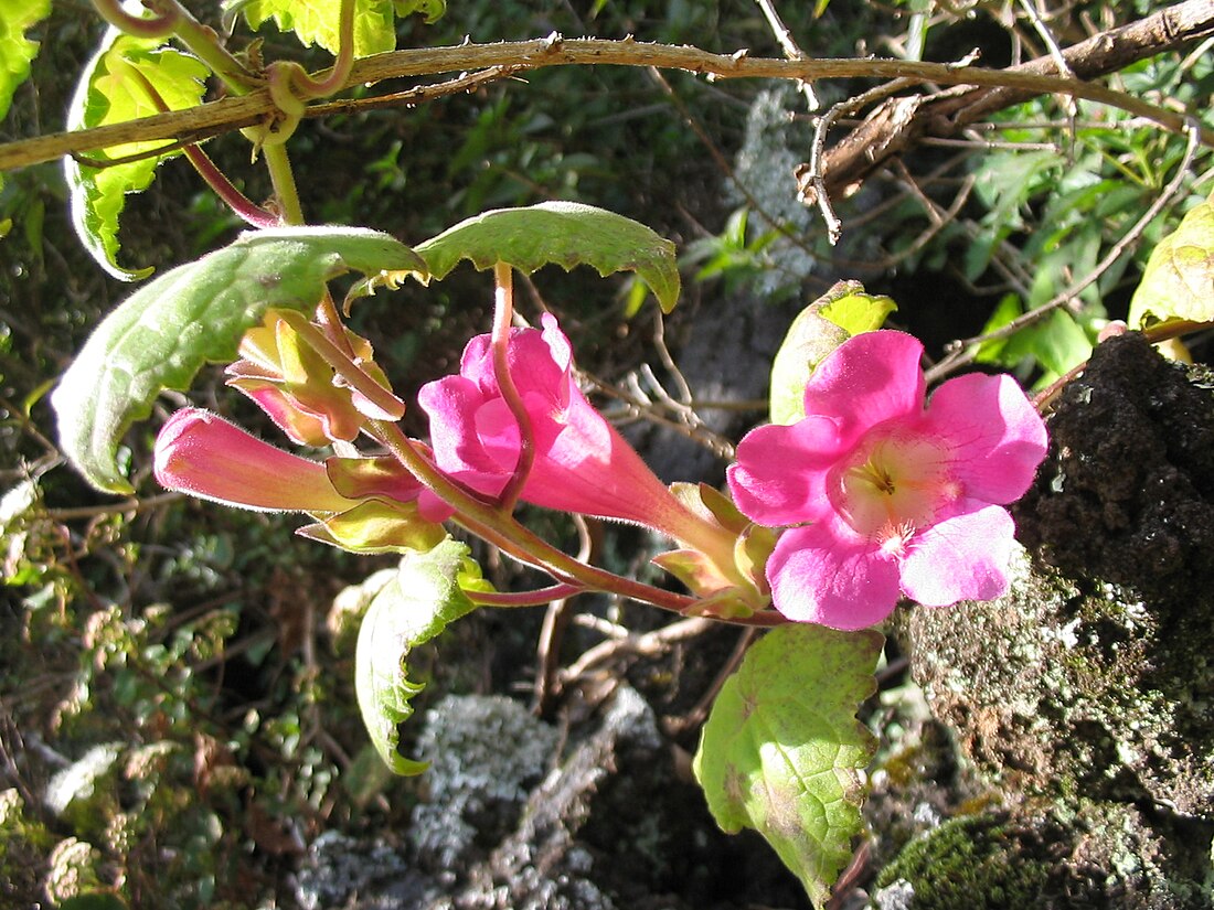 Lophospermum erubescens