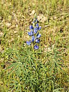 Lupinus angustifolius