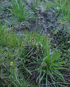 Braune-Hainsimse (Luzula alpinopilosa) im Vordergrund Plantago atrata