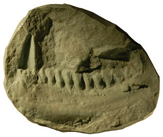 <i>Lycorhinus</i> genus of reptiles (fossil)