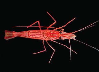 <i>Lysmata ankeri</i> Species of crustacean