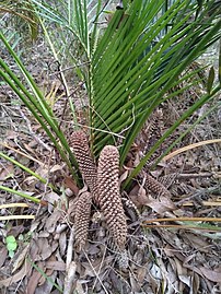 Cones of male plant
