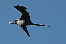 A Magnificent Frigatebird (Fregata magnificens) in flight in the Caribbean