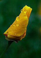 Rank: 23 Flower of the California poppy (Eschscholzia californica) after the rain