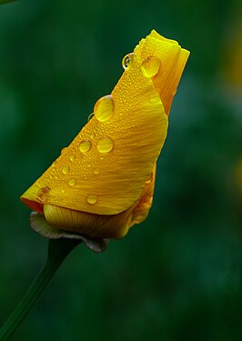 Flower of the California poppy (Eschscholzia californica) after the rain