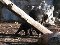 File:Malay Sun Bear - St Louis Zoo 20091127-1.ogv