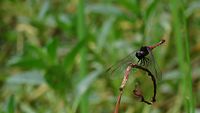 Male Black-faced Percher (16440877034).jpg