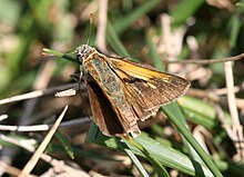 Erkak Tawny-Edged Skipper, Megan McCarty68.jpg